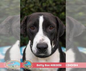 BETTY BOO - Female Labrador Retriever-Unknown Mix Dog for Adoption - Photo #2