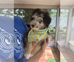 Small Photo #10 Aussiedoodle Puppy For Sale in LONGWOOD, FL, USA