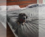 Small #2 American Pit Bull Terrier-Dachshund Mix