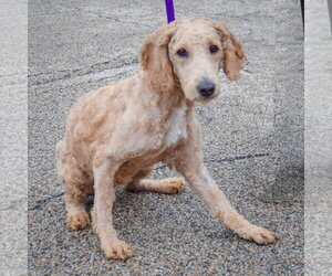 Meyers - Male Golden Retriever-Unknown Mix Dog for Adoption - Photo #2