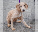 Small Photo #2 Golden Retriever-Unknown Mix Puppy For Sale in Huntley, IL, USA