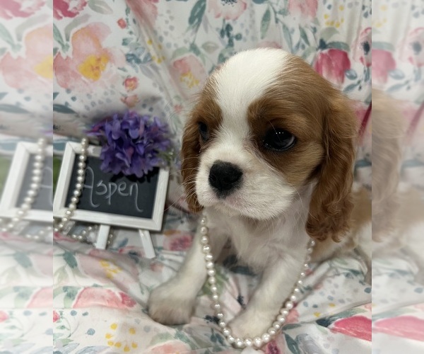 Medium Photo #2 Cavalier King Charles Spaniel Puppy For Sale in ABILENE, TX, USA