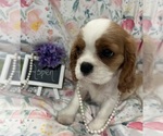 Small #1 Cavalier King Charles Spaniel