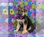 Small Photo #2 German Shepherd Dog Puppy For Sale in COCHRANVILLE, PA, USA