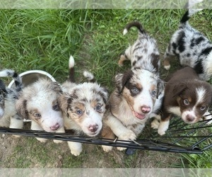 Australian Shepherd Puppy for sale in HYDEN, KY, USA
