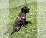 Small #3 Labrador Retriever Mix