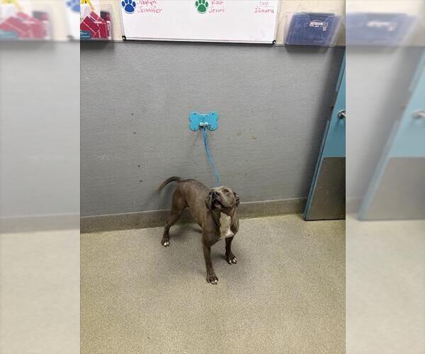 Medium Photo #1 Mutt Puppy For Sale in Las Vegas, NV, USA