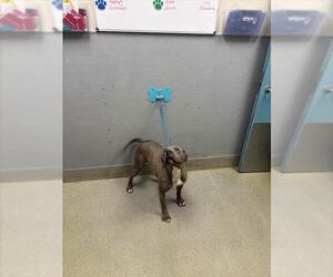 Mutt Dogs for adoption in Las Vegas, NV, USA