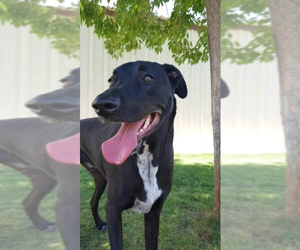Medium Photo #1  Puppy For Sale in , 