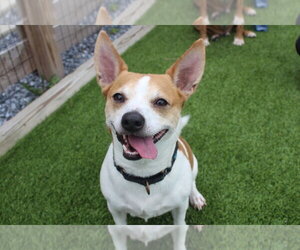 Mutt Dogs for adoption in Chestertown, MD, USA