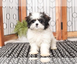 Mal-Shi Puppy for sale in NAPLES, FL, USA