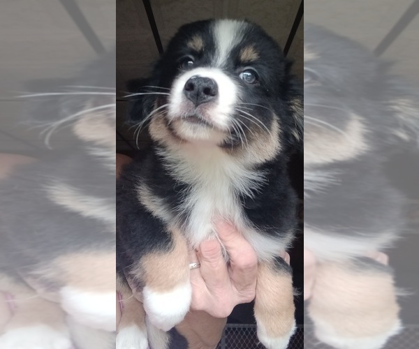 Medium Photo #4 Miniature Australian Shepherd Puppy For Sale in BLACKSBURG, SC, USA