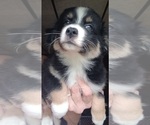 Small #3 Miniature Australian Shepherd
