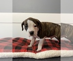 Puppy 1 American Staffordshire Terrier-Boxer Mix