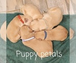 Small Photo #12 Golden Retriever Puppy For Sale in CHINO HILLS, CA, USA