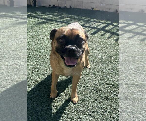 Medium Photo #6 Pug-Unknown Mix Puppy For Sale in Rockwall, TX, USA