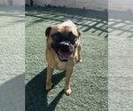 Small #5 Pug Mix