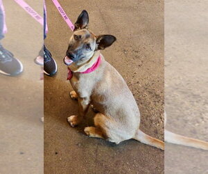 German Shepherd Dog-Holland Shepherd Mix Dogs for adoption in Newport Beach, CA, USA