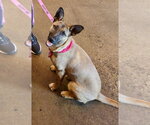 Small German Shepherd Dog-Holland Shepherd Mix