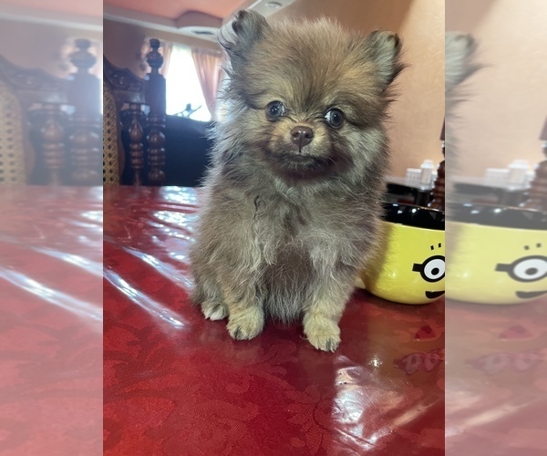 Medium Photo #1 Pomeranian Puppy For Sale in OAKLAND, CA, USA