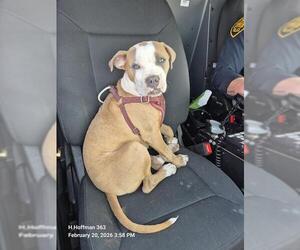 American Staffordshire Terrier-Unknown Mix Dogs for adoption in San Antonio, TX, USA