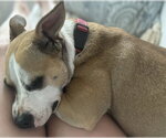 Small #20 Chihuahua Mix