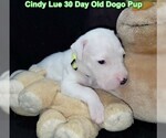 Small Photo #53 Dogo Argentino Puppy For Sale in PINEVILLE, MO, USA