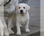 Small Photo #9 Labrador Retriever Puppy For Sale in LEOLA, PA, USA