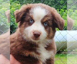 Miniature Australian Shepherd Puppy for sale in BLACKSBURG, SC, USA