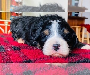 Miniature Bernedoodle-Unknown Mix Puppy for sale in WEST GROVE, PA, USA