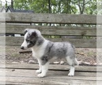 Puppy Luke Shetland Sheepdog