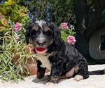 Small #2 Miniature Bernedoodle