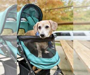 Dachshund-Unknown Mix Dogs for adoption in Greenville, SC, USA