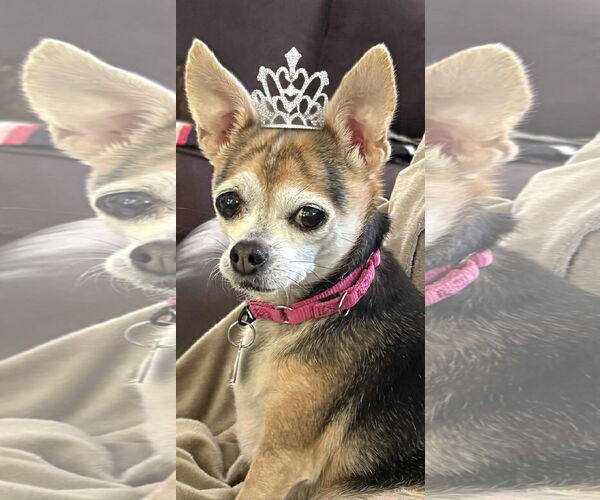 Medium Photo #8 Chihuahua-Unknown Mix Puppy For Sale in Boonton, NJ, USA