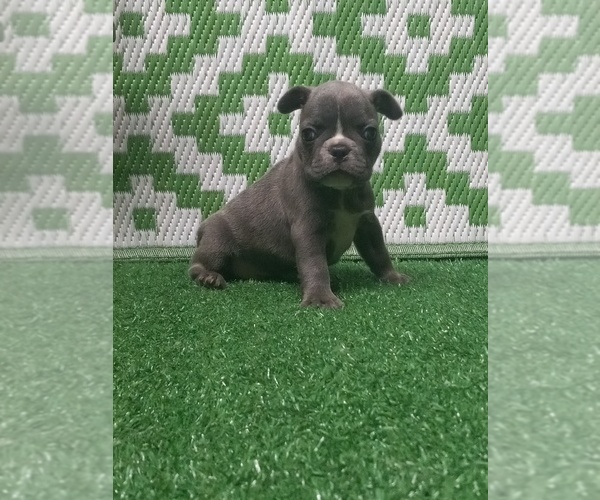 Medium Photo #1 French Bulldog Puppy For Sale in MILAN, MO, USA