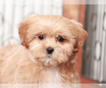 Small #3 ShihPoo