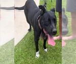 Small American Staffordshire Terrier Mix