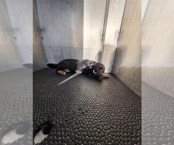 Medium Photo #1 Chihuahua-Unknown Mix Puppy For Sale in San Antonio, TX, USA