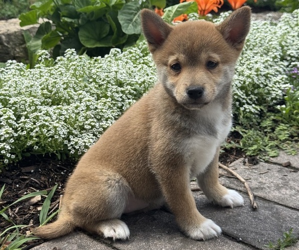Medium Photo #6 Shiba Inu Puppy For Sale in CANOGA, NY, USA