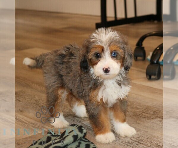 Medium Photo #4 Bernedoodle (Miniature) Puppy For Sale in NARVON, PA, USA