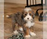 Small #3 Bernedoodle (Miniature)