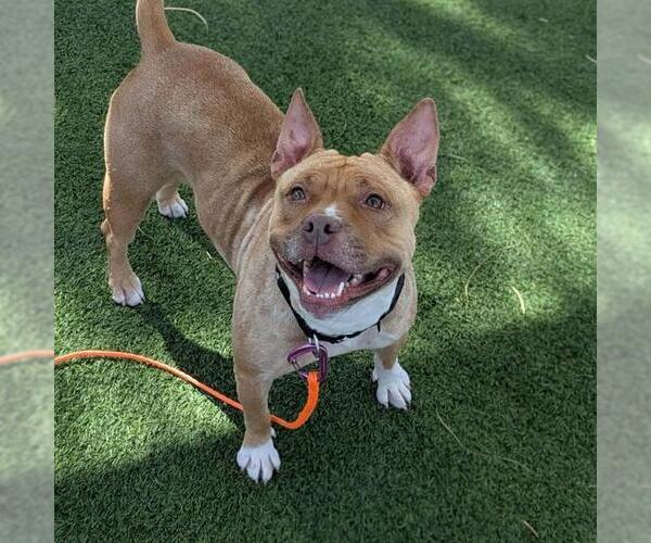 Medium Photo #1 Mutt Puppy For Sale in Las Vegas, NV, USA