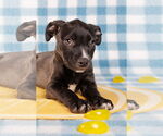 Small #2 American Staffordshire Terrier Mix