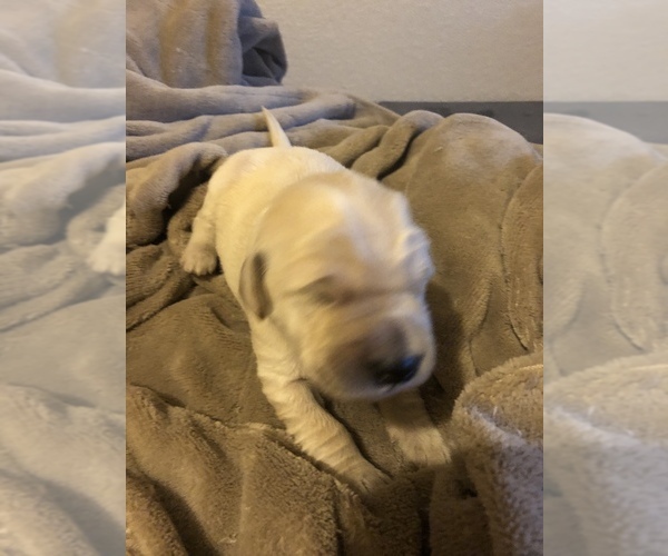 Medium Photo #6 Goldendoodle Puppy For Sale in KILLEEN, TX, USA
