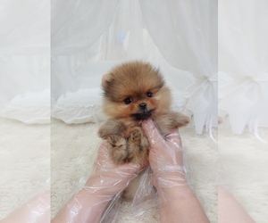 Pomeranian Puppy for sale in NEW YORK, NY, USA