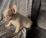 Small #1 French Bulldog