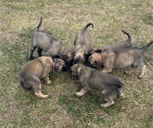 Belgian Malinois Litter for sale in LINCOLNTON, NC, USA