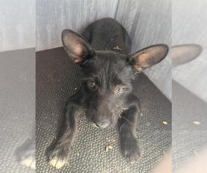 Mutt Dogs for adoption in San Antonio, TX, USA