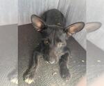 Small Mutt