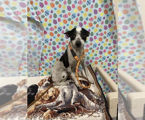 Medium Photo #1 Chihuahua-Unknown Mix Puppy For Sale in Modesto, CA, USA